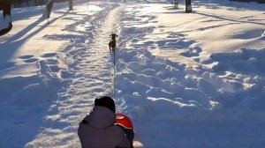 Ким  (такса) катает Сашу на ледянке