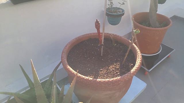 Мой сад на 8 этаже. 9.02.23 смотреть онлайн