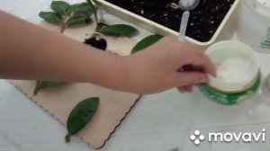 Комнатные цветы| Замиокулькас| Мой опыт в укоренении|