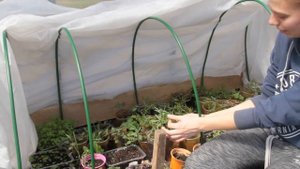 Геотекстиль в теплице и обзор рассады на 23 апреля