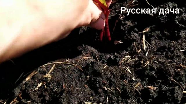 Дача 2021. КАК БЕЗ ПОТЕРЬ ПРОРЕДИТЬ СВЕКЛУ? СПОСОБ ВАМ ПОНРАВИТСЯ!