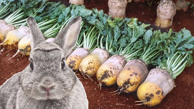 Можно ли давать свекольную ботву кроликам смотреть онлайн
