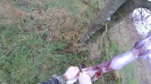 Самая быстрая охота на зайца. Разделка зайца на природе.