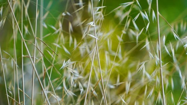 Ради квартиры, внуки сдали бабку в дом престарелых, но даже от туда бабка смогла смотреть онлайн