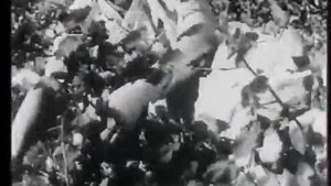 "Колхоз-миллионер" кино-очерк 1948 года о колхозе имени Петра Степановича Тамаровского