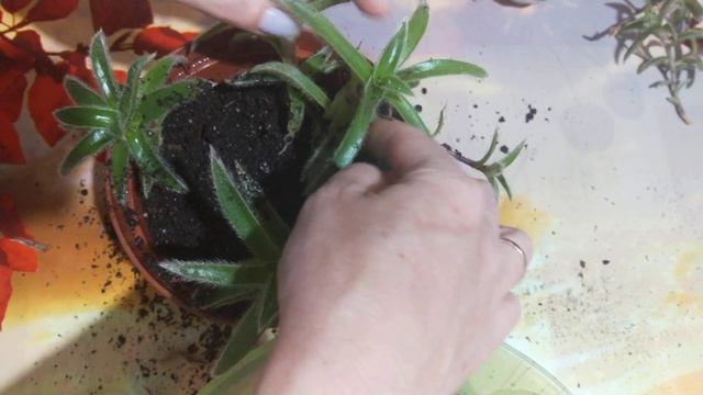 традесканция. Цианотис сомалийский. посадка и размножение.