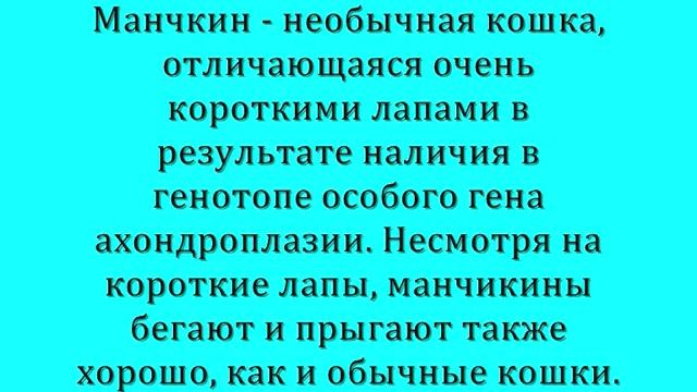 Рейтинг самых необычных кошек смотреть онлайн