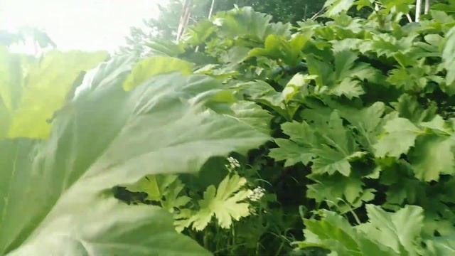 На развалинах истории.Бывшая Усадьба, Церковь, Колокольня. Липовая аллея. Тверская область, Тухани