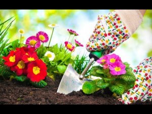 Клумба на даче своими руками для начинающих из многолетников