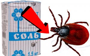 Как избавиться от клещей за 3 Секунды!