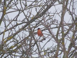 Снегирь с оранжевым горлом.
