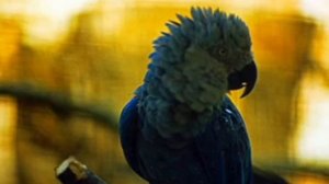 ТОП 8 самых редких животных на земле??Занесеные в красную книгу