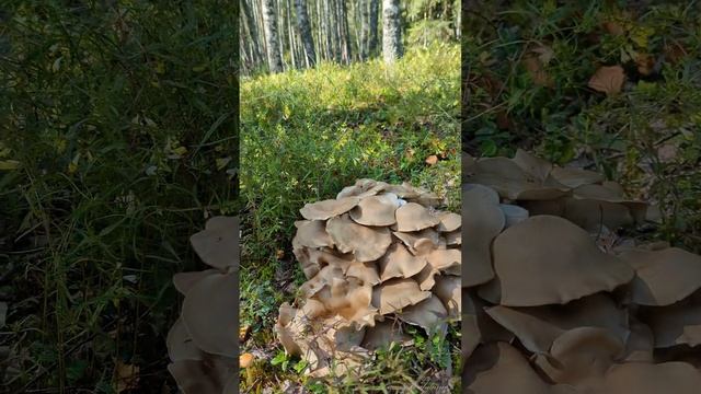 РЯДОВКА СКУЧЕННАЯ Lyophyllum decastes смотреть онлайн