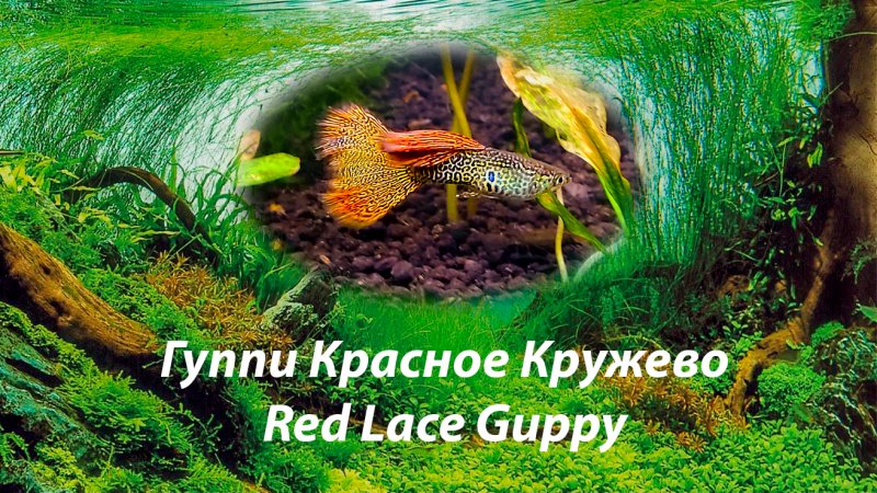 Гуппи Красное Кружево (Red Lace Guppy)