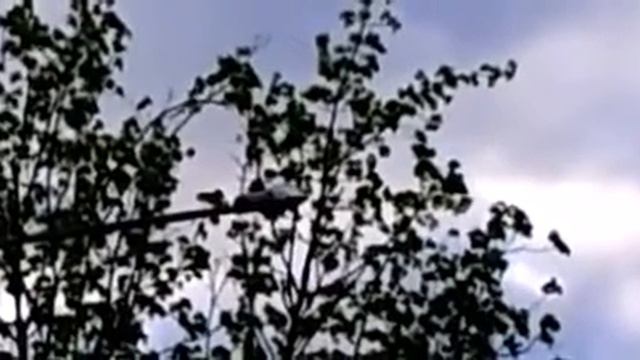 Дятел долбит столб. Идеальная гармония и спокойствие смотреть онлайн