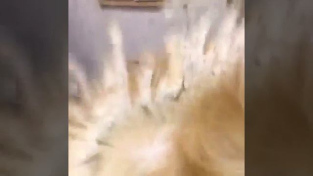 Экспресс линька