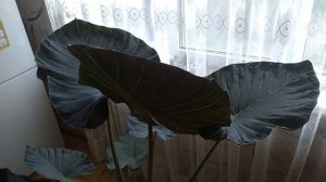 алоказии обрезка цветоноса и листьев #регалшилдс #блеквильвет #алоказия #комнатныецветы