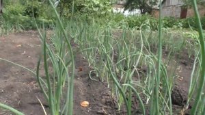 КРЫМСКИЙ_ ЯЛТИНСКИЙ ЛУК , МЕСЯЦ ПОСЛЕ ПИКИРОВКИ