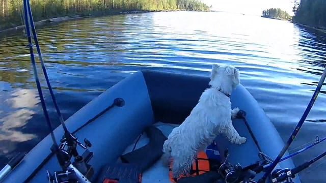 Викинг 350 Про смотреть онлайн