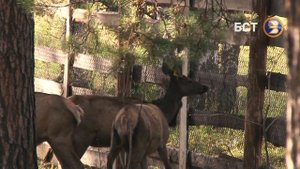 Кто такие Маралы?