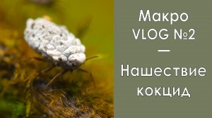 Нашествие кокцид / Макро VLOG №2 / Фауна Беларуси / Микропланета