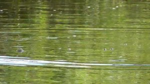 Как поймать ГОЛОВЛЯ!!! САМЫЙ УЛОВИСТЫЙ МОНТАЖ!!!