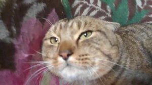 кот шипит