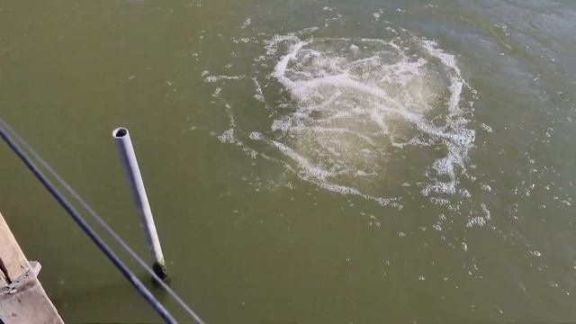 Хлорелла смотреть онлайн