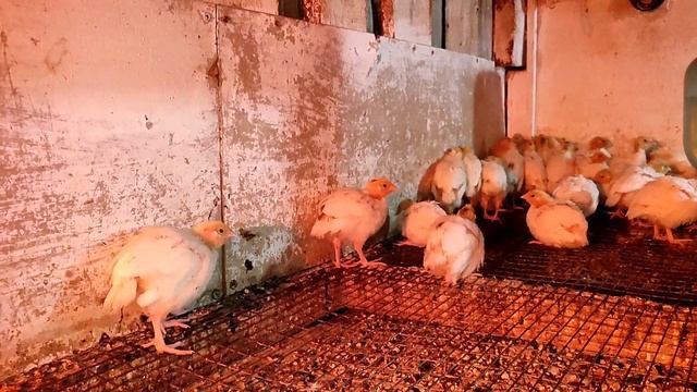 Перепел Белый гигант утяжеленный За две недели не узнать Растут как на дрожжах смотреть онлайн