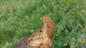 Гриб поддубник в лесу. 2023