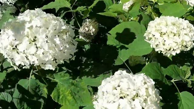 Гортензии в моём саду!!!❤💛❤ смотреть онлайн