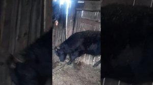 Бешеный бык на забой 1 год