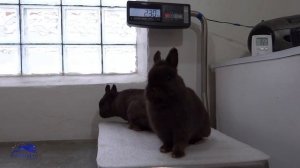 Карликовые кролики из Европы, окрас гавана