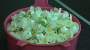 Цветочная вода (гидролат) из цветов жасмина своими руками