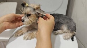 Йорк бивер. Окантовка мордочки