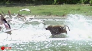 AMAZING BABOON JUMPING UP TO CATCH FLAMINGO | Baboon Hunting