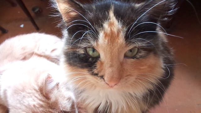 Микротигры смотреть онлайн