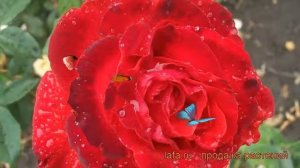 Роза чайно-гибридная Лидка (lidka) ? роза Лидка обзор: как сажать саженцы розы Лидка