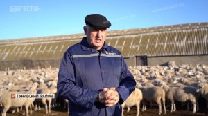 Новая порода овец появится в Дагестане
