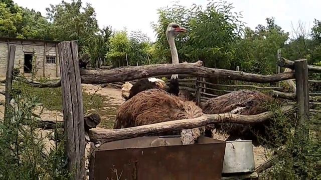 Страусы, фазаны, белки, павлины. Мини-ферма. смотреть онлайн