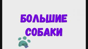 Большие собаки (2 часть). Большие породы собак.