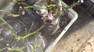Розы из подвала достали и что делать???(ВПЛ)