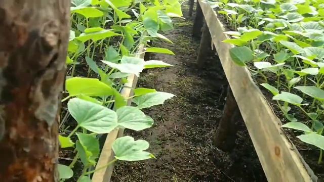 Как лучше вырастить рассаду огурцов! Два способа выращивания смотреть онлайн