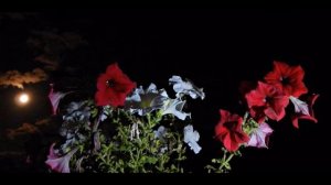 Ночь светла, над рекой тихо светит луна