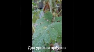 Два урожая арбузов в теплице