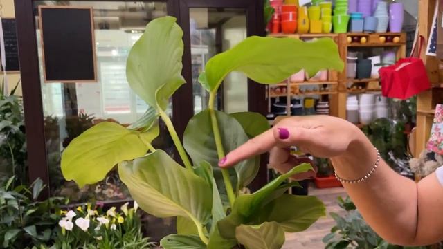 Калатея Орбифолия - обзор сорта. Тенелюбивое комнатное растение смотреть онлайн