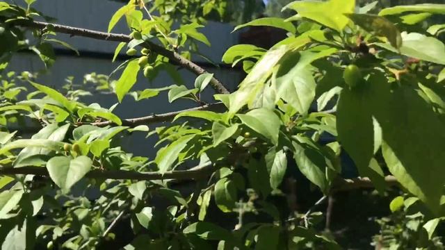 Куры на даче / всё просто / скучно не будет смотреть онлайн