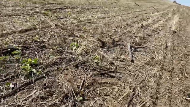Сеем рапс на 70 см.по технологии no-till смотреть онлайн