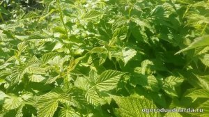 Показываю как растет ремонтантная малина "Полка"