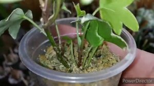 Время пересадок началось. Паф, лавр, хойя, дендр.